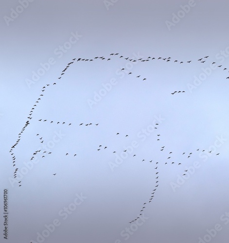 Zugvögel Formation am Himmel