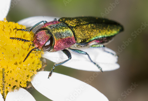 Anthaxia hungarica (Jewel beetle) photo