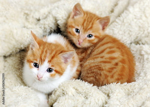 cute kittens © Anna Khomulo