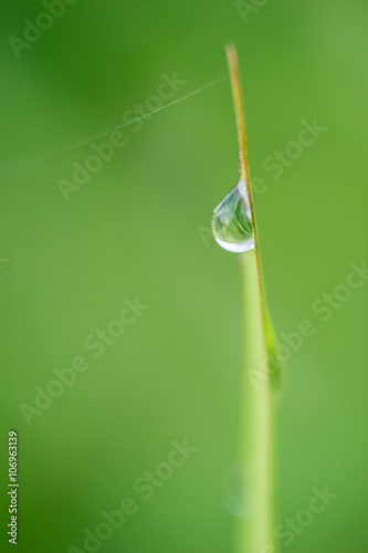 Dew Drop Glowing on Grass © DanliePhoto