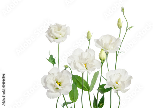 Fototapeta Naklejka Na Ścianę i Meble -  Beautiful eustoma flowers isolated on white background