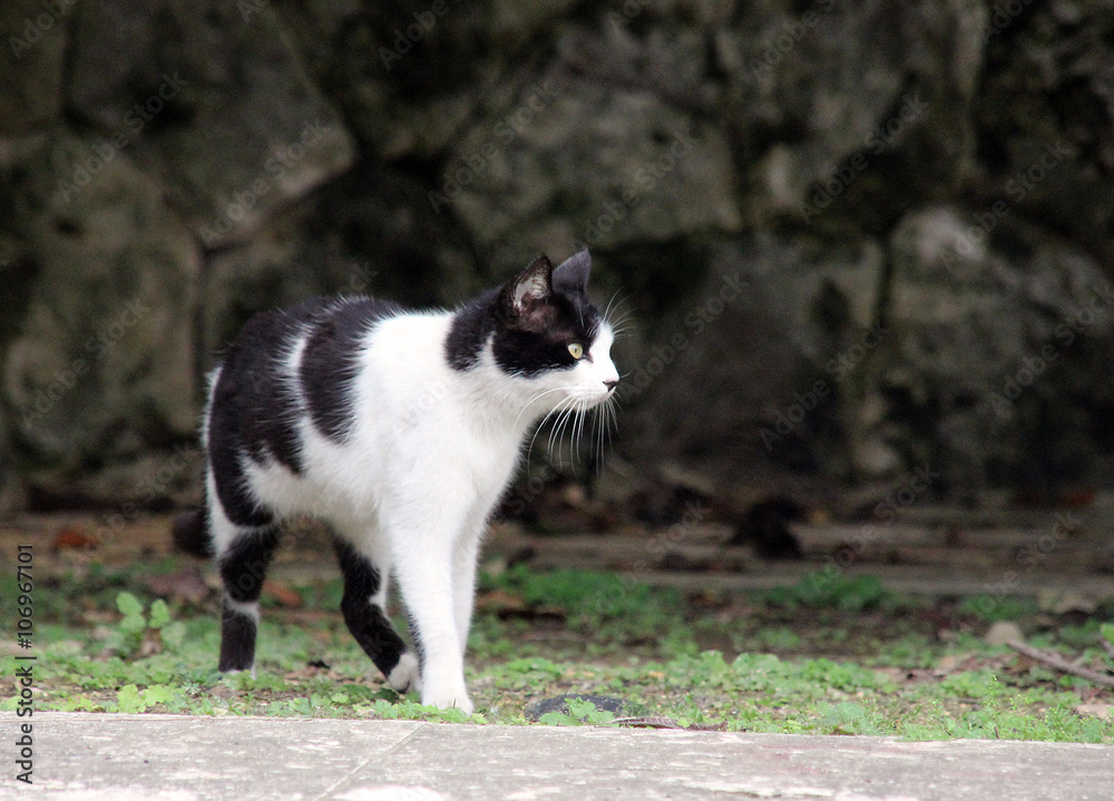 白黒のらねこ