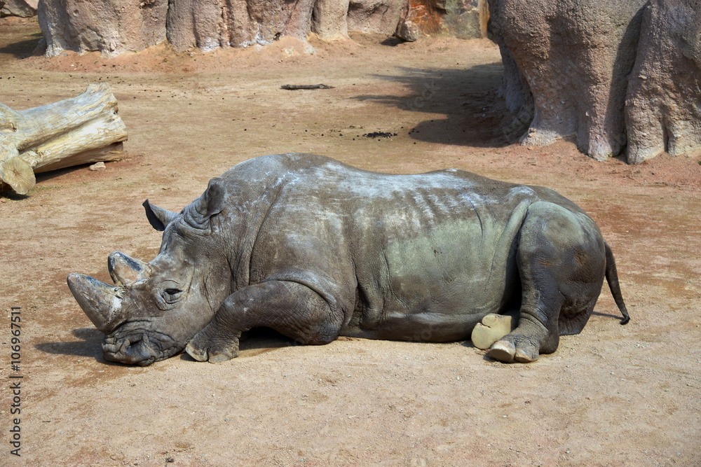 Obraz premium un grosso rinoceronte si riposa sdraiato per terra