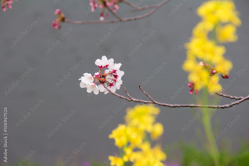 Cherry and rape blossoms