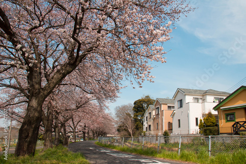 Sakura of Saitama City Minuma canal