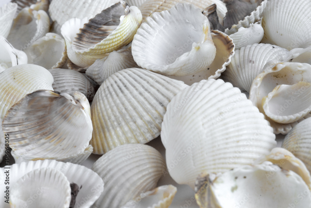Sea shells on white