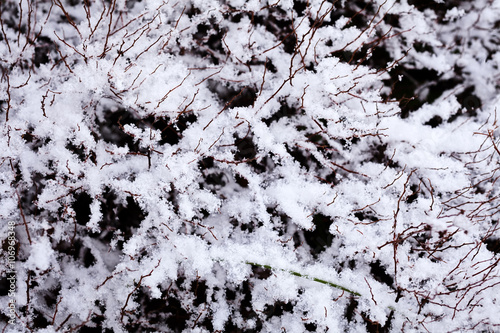 Dry bush under snow