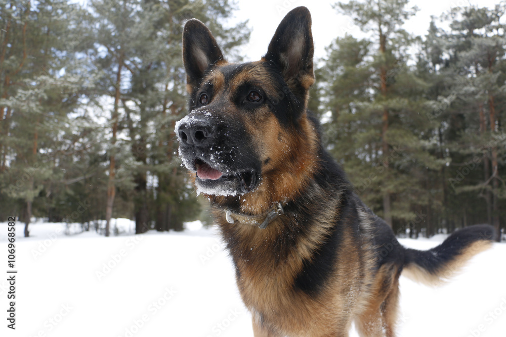 Dog on snow