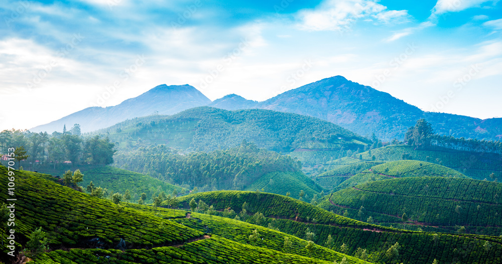 Tea plantations in India