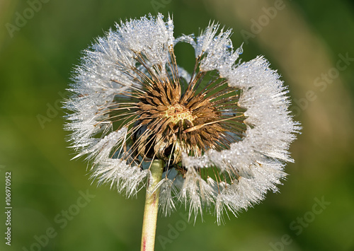 Dandelion seeds with dew dr...