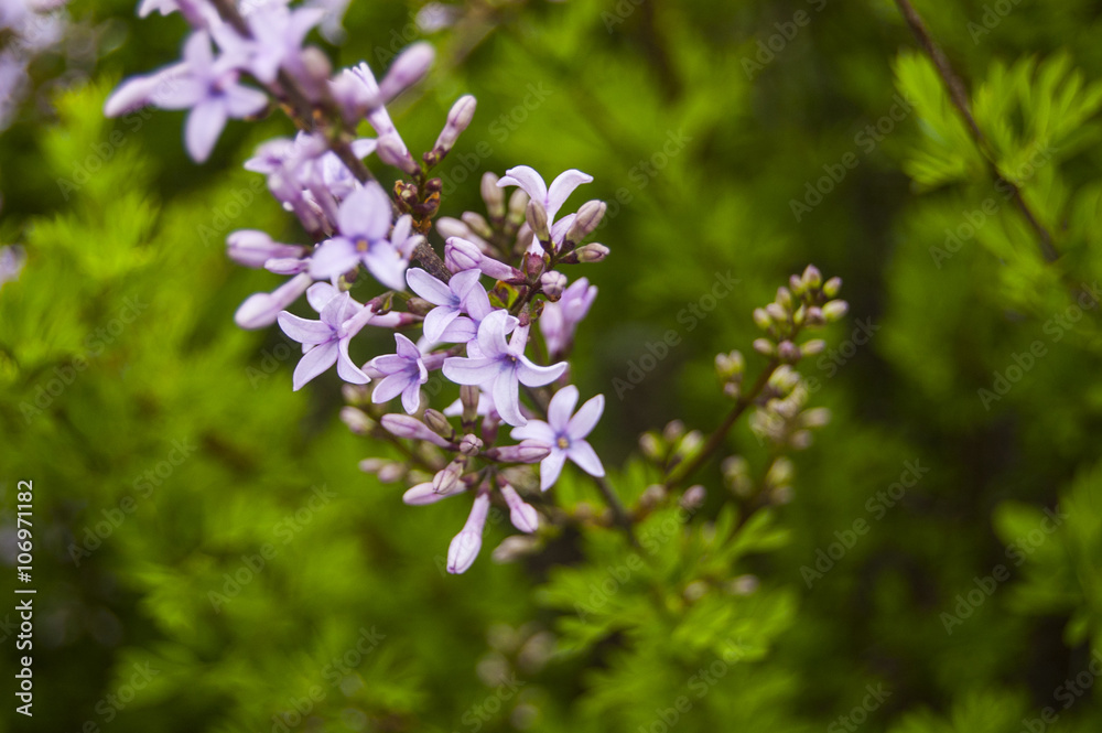 Macro Violet Flowers on Blur Green Background Macro Violet Flowers on Blur Green Background