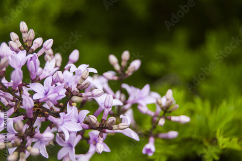 Macro Violet Flowers on the Right