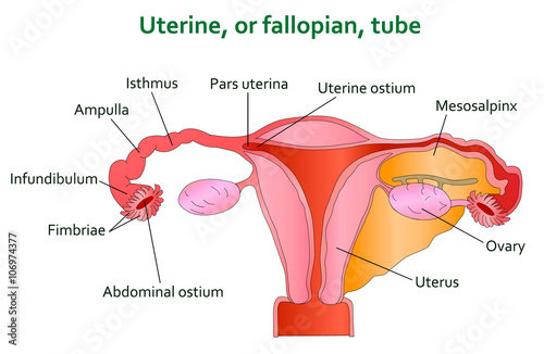 Uterine and follopian tube diagram  photo