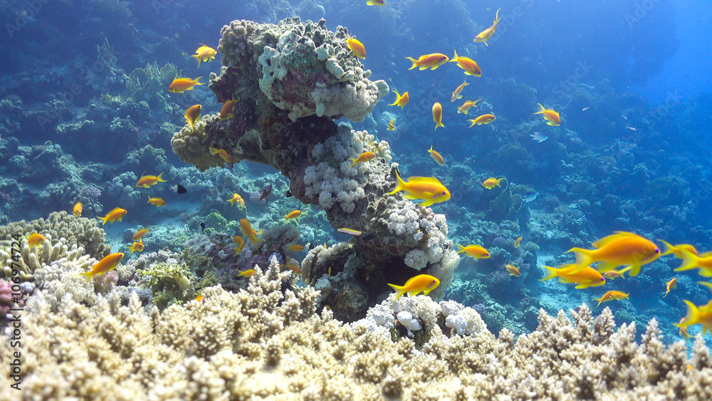 Obraz premium Tropical Fish on Vibrant Coral Reef