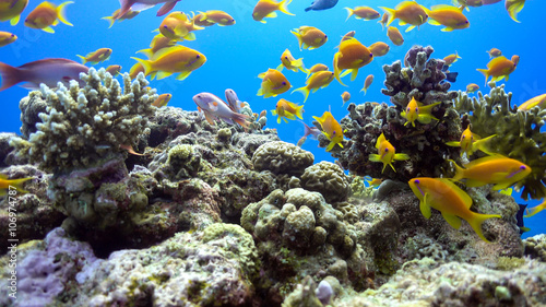 Fototapeta Naklejka Na Ścianę i Meble -  Tropical Fish on Vibrant Coral Reef