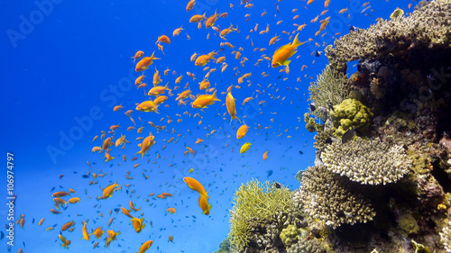 Fototapeta Naklejka Na Ścianę i Meble -  Tropical Fish on Vibrant Coral Reef