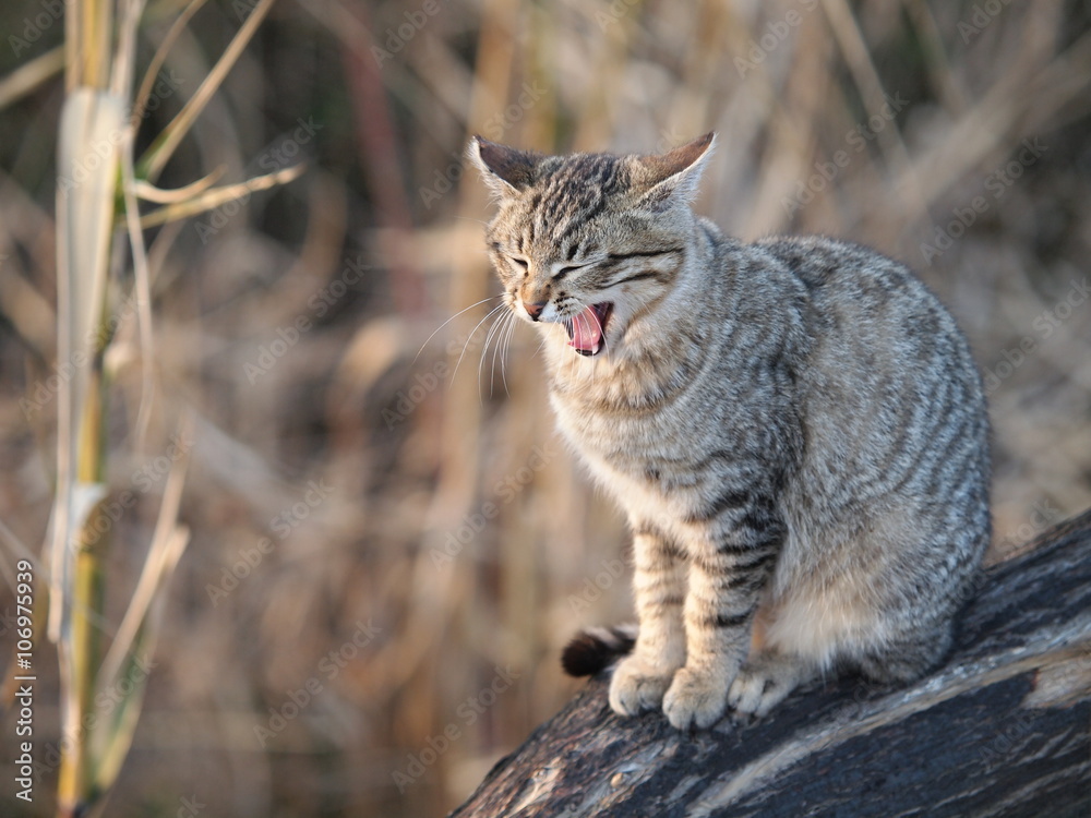 Obraz premium Ziewający kot