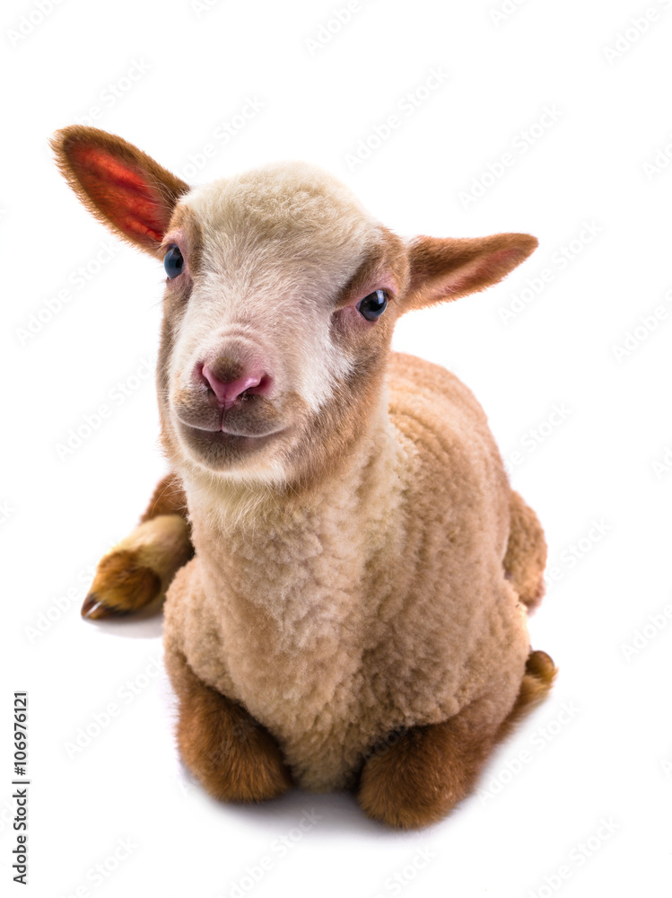 Fototapeta premium little sheep