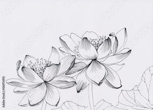 Lotus Flower Drawing Stock Photos and Images - 123RF-saigonsouth.com.vn