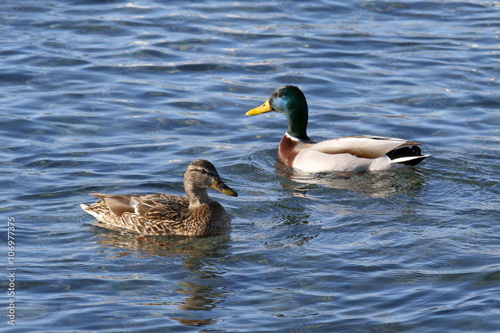 A pair of mallards on the water A pair of mallards on the water