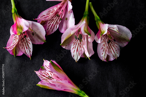 alstroemeria flowers with black background photo