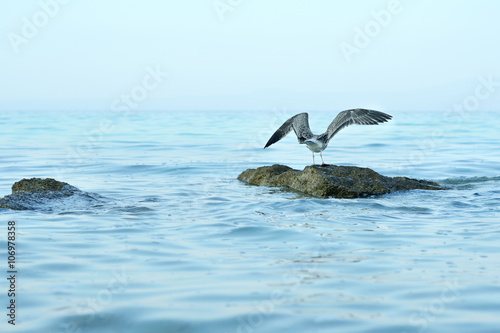 Sea Gull on the beach © alexin21