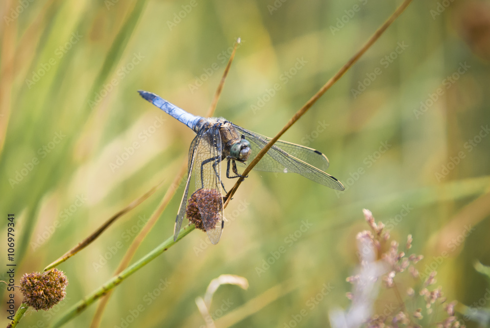 England. Yorkshire. July 2010. A solitary male Broad-bodied Chaser Dragonfly, Libellula depressa, at rest on a grass stalk. England. Yorkshire. July 2010. A solitary male Broad-bodied Chaser Dragonfly, Libellula depressa, at rest on a grass stalk.