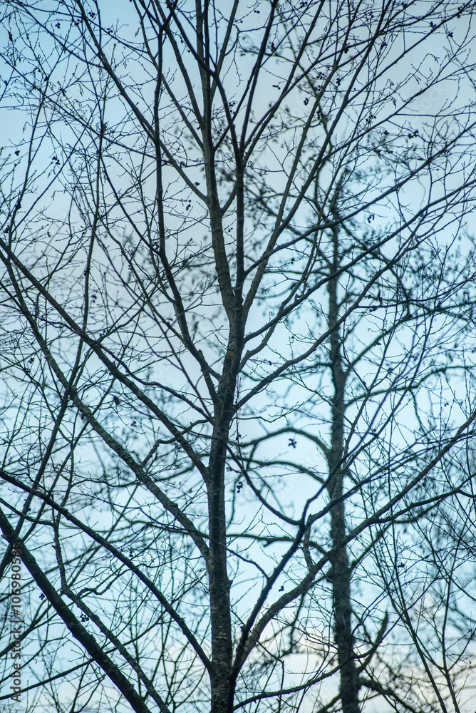 Obraz premium tree branches on blue background