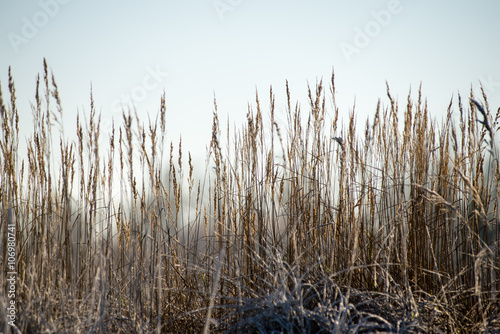 Fototapeta Naklejka Na Ścianę i Meble -  dry grass in winter