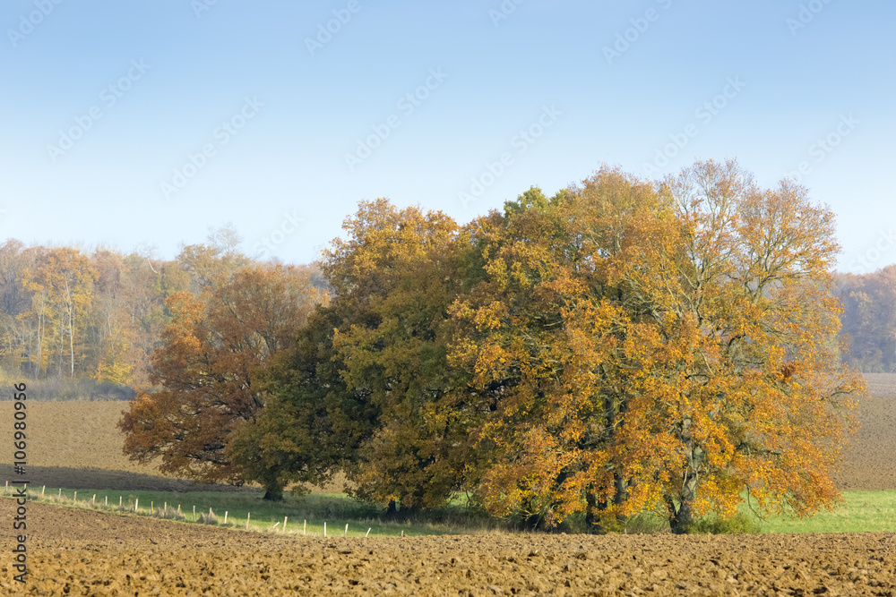Crop field with trees and blue sky during Autumn, Haute Marne, France