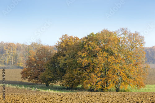 Crop field with trees and blue sky during Autumn  Haute Marne  France