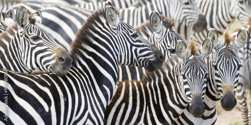 Herd of plains zebra (Equus burchellii) during migration, Serengeti national park, Tanzania.