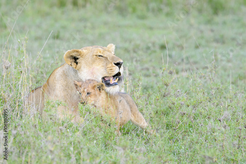 Lioness (Panthera leo) with cub on savannah, Serengeti national park, Tanzania.