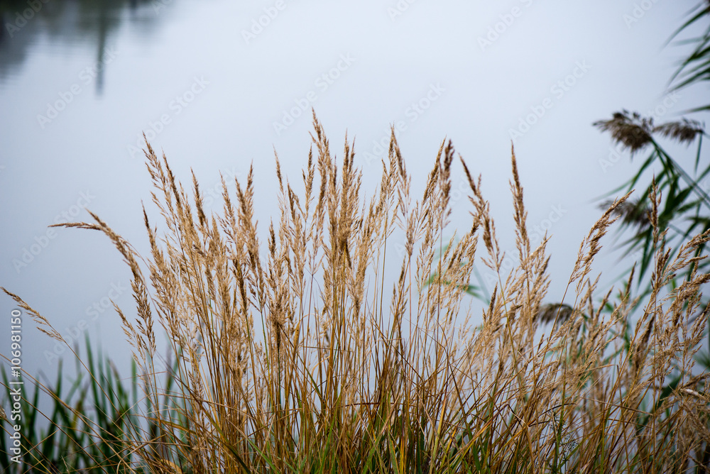 grass texture in autumn sunset grass texture in autumn sunset