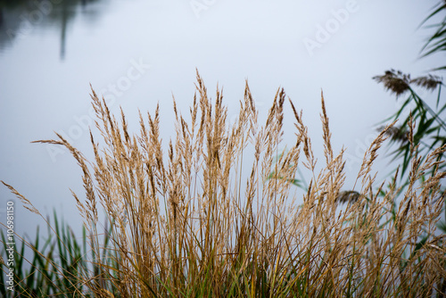 grass texture in autumn sunset