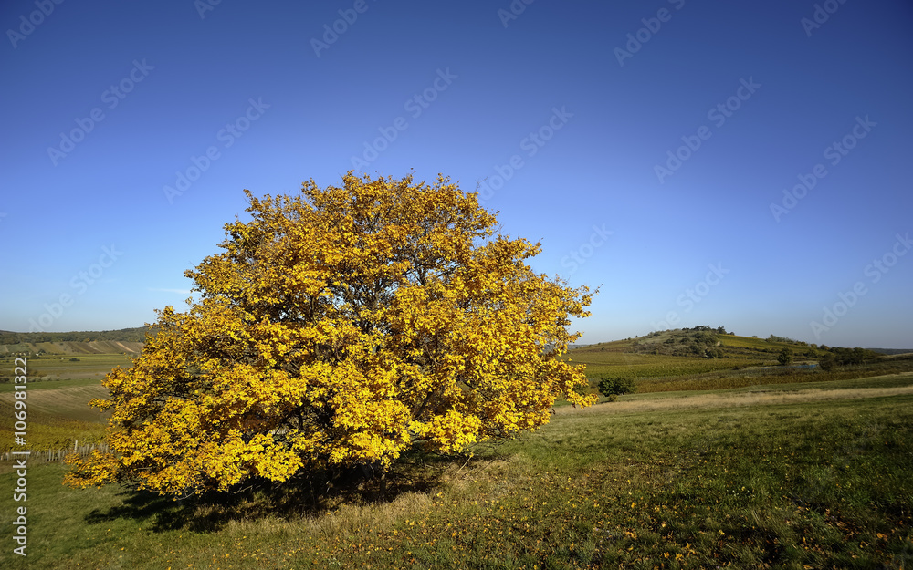 Fototapeta premium Baum im Herbst auf einem Hügel
