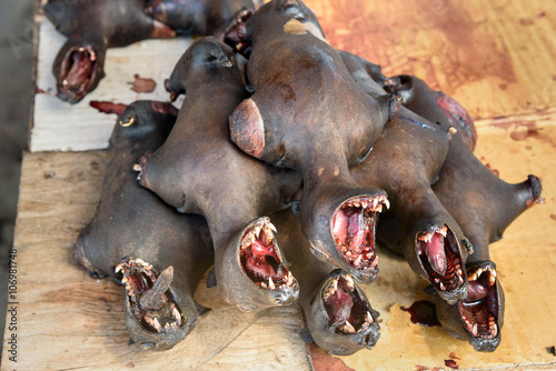 Bat meat in the local market in Tentena photo