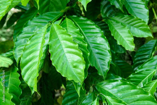 Leaves of arabica coffee tree photo