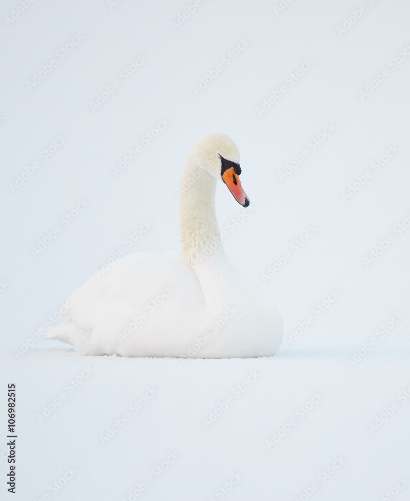 Fototapeta premium Mute Swan at white snowy lake in the winter.