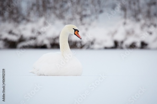 Mute Swan at snowy lake in the winter.