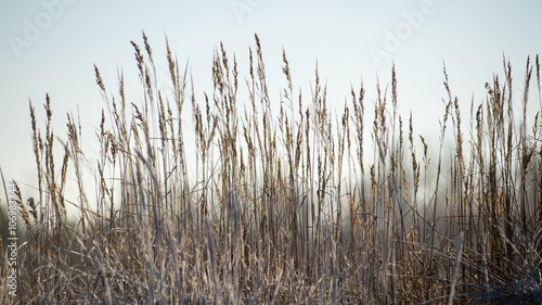 dry grass in winter