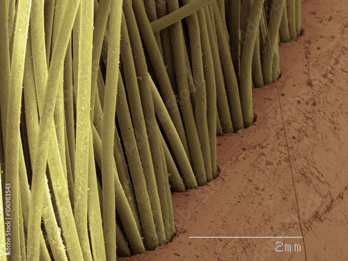 Coloured SEM of toothbrush bristles