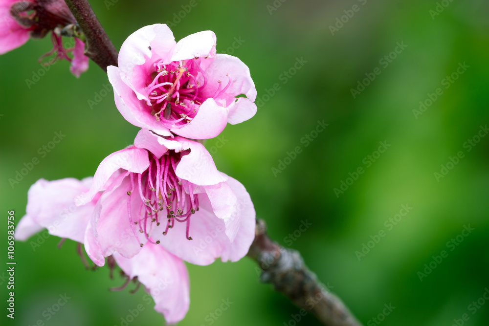 Obraz premium Peach blossom
