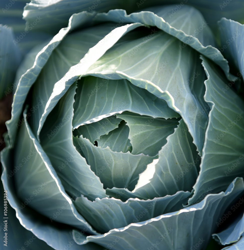 Obraz premium Head cabbage closeup
