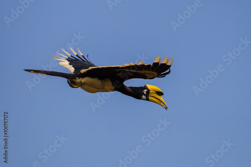 Oriental pied hornbill(Anthracoceros albirostris) flying with fruit in his mount  photo