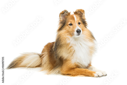 Brown sheltie dog