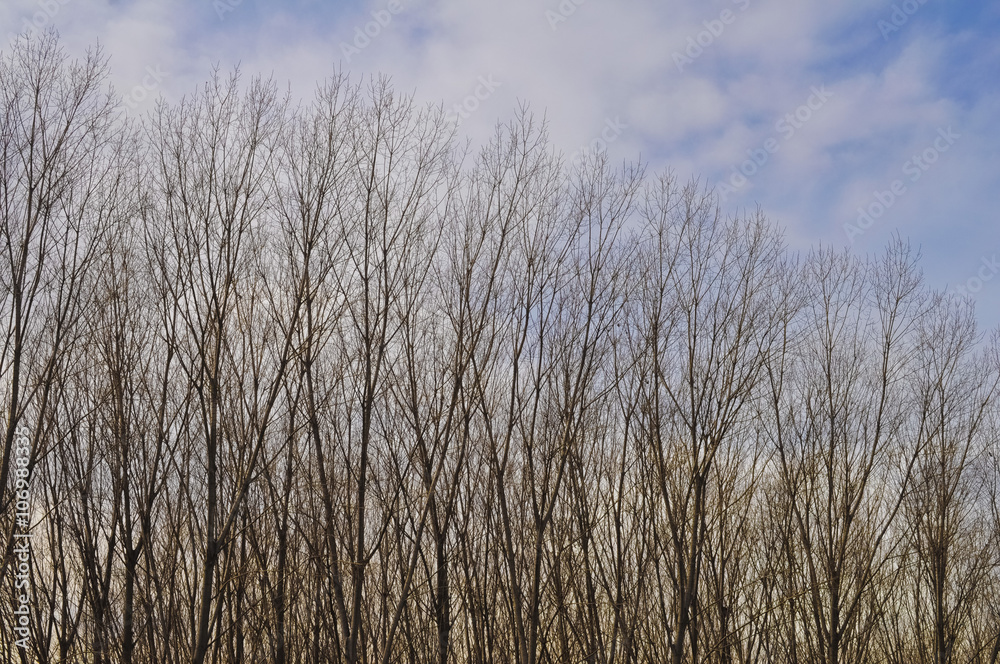 Obraz premium Tree tops