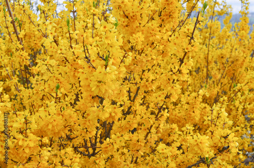 Forsythia tree yellow flower