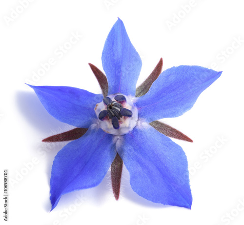 Fototapeta Naklejka Na Ścianę i Meble -  Borage flower