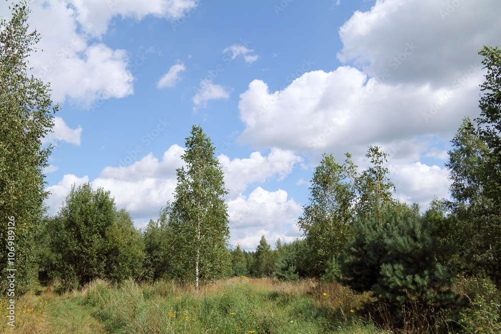 forest landscape with clouds/forest summer landscape with different species of trees and sky in the clouds